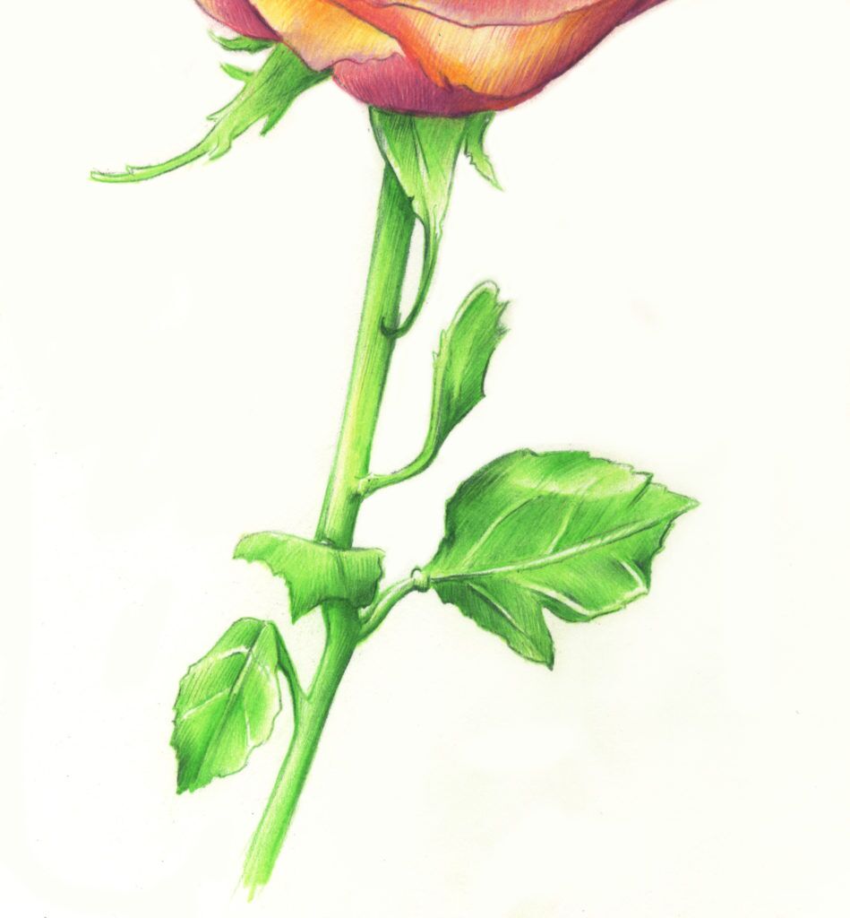 Drawing Roses in Graphite Pencil and Colored Pencil, image size:949x1024